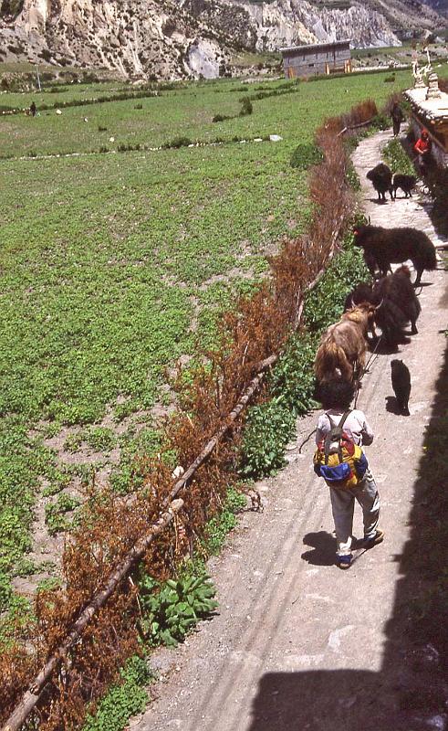 WT 1000 168-08 Nepal.jpg